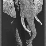 Dancing In The Dark - Judy Lanier - 2nd Prize - B W Print Large