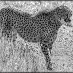Cheetah In The Grass - George Peterson - 2nd Prize - B W Print Small