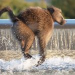 Spillway Crossing - Howard Hunt - 1st Prize - Color Print Large