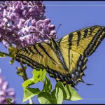 Love The Lilack - George Peterson - 2nd Prize - Color Print Large