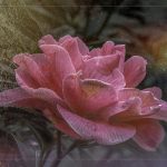 Camelia - George Peterson - 1st Prize - Color Print Small