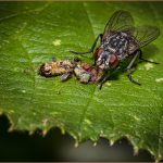 House Fly Meal - Neal Thompson - 2nd Prize - Color Print Small