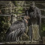 Two Condors - George Peterson - 3rd Prize - Color Print Small