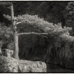 Lone Pine - Jon Wilbrecht - Mention - Monochrome