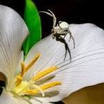Along Came A Spider - Martin Livingstone - 2nd Prize - Traditional