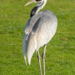 Whitenapped Crane - Terry Tuttle - 2nd Prize - Traditional