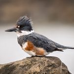 Belted King Fisher - Linda Willems - 3rd Prize - Traditional