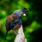 Tui Bird - Martin Livingstone - 3rd Prize - Traditional