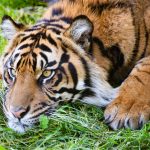 Crouching Tiger - Terry Tuttle - 3rd Prize - Traditional