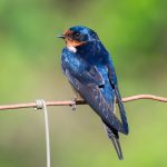 Barn Swallow - Terry Tuttle - Mention - Traditional