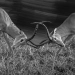 Face Off - Judy Lanier - 2nd Prize - B W Print Large