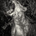 I Need A Nap - Judy Lanier - 3rd Prize - B W Print Large