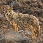 Curious Coyote - Barbara Tricarico - 2nd Prize - Color Print Small