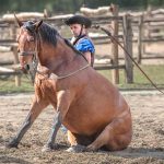 Sitting Horse - Howard Hunt - 2nd Prize - Color Print Small