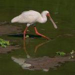 Spoonbill Fishing - Judy Lanier - Mention - Color Print Small