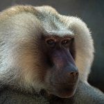 A Solitary Baboon - Fran Yates - 2nd Prize - Traditional