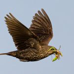 Food For The Chicks - Martin Livingstone - 2nd Prize - Traditional