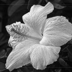 White Hibiscus - Judy Lanier - B & W Print Large - 1st Prize