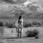 Wild Thing - Barbara Tricarico - B & W Print Large - 2nd Prize