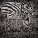 Mom And Newborn - Judy Lanier - B & W Print Large - 2nd Prize