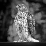 Coopers Hawk - Barbara Tricarico - B & W Print Small - 1st Prize