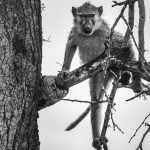 This Is My Tree - Judy Lanier - B & W Print Small - Mention