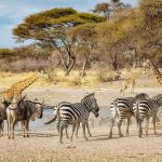 Water Hole - Howard Hunt - Color Print Large - 1st Prize