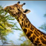 Avoid Those Spines - Judy Lanier - Color Print Large - 3rd Prize