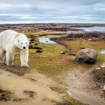Tundra Bear - Howard Hunt - Color Print Large - Mention