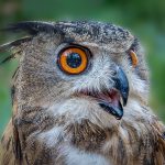 Eurasian Eagle Owl - Barbara Tricarico - Color Print Small - 1st Prize
