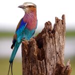Waiting For A Meal - Judy Lanier - Color Print Small - 2nd Prize
