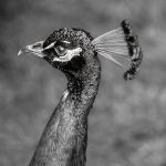 Peacock Portrait - Alan Ingersoll - Monochrome - 3rd Prize