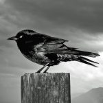 Brewers Blackbird - Mark Huddleston - Monochrome - 3rd Prize