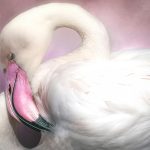 Slumbering Flamingo - Fran Yates - Traditional - 2nd Prize