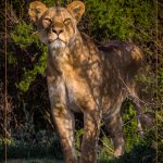 You Woke Me Up For This - Judy Lanier - Traditional - 2nd Prize
