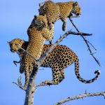 Three Is A Crowd - Martin Livingstone - Traditional - 3rd Prize