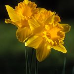 Daffodile - Terry Tuttle - Traditional - 3rd Prize