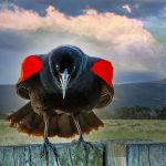 Redwinged Blackbird - Mark Huddleston - Traditional - Mention