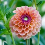 Dahlia 1 - Terry Tuttle - Traditional - Mention