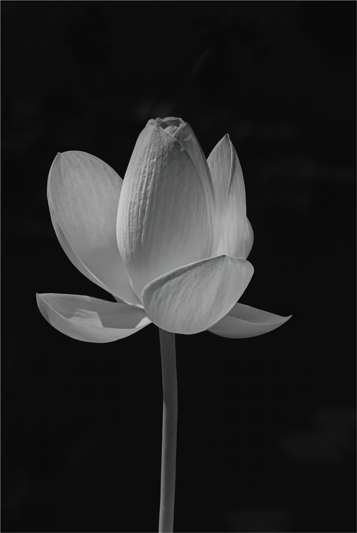Lotus - Susan Quinn