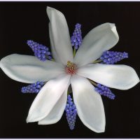 Floral Mandala - Alana Starkweather