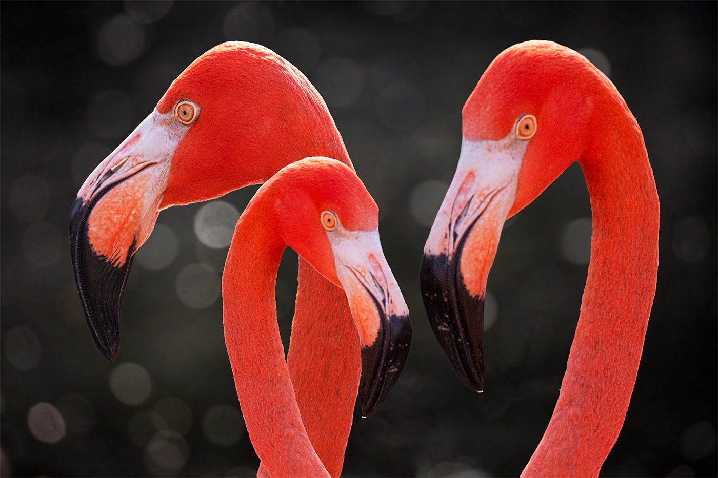 Flamingo - Howard Hunt