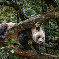 Panda - Howard Hunt