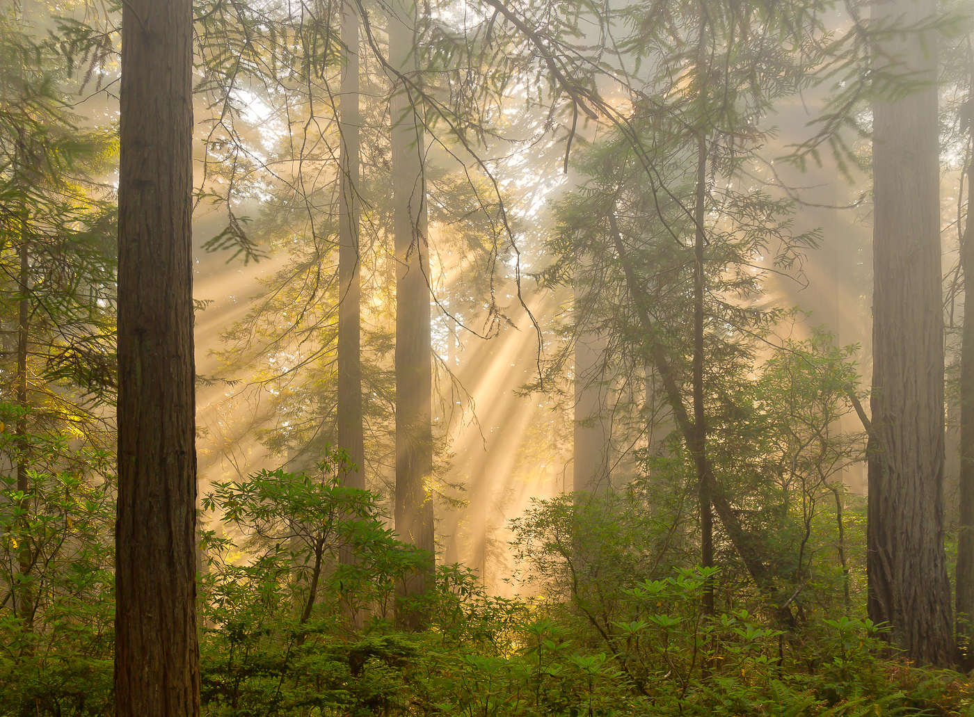God Rays 3 Damnation Creek Trail - John Petersen